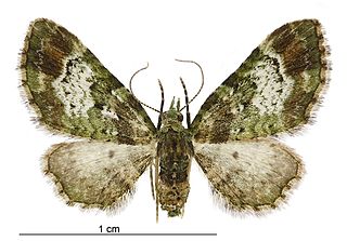 <i>Pasiphila sandycias</i> Species of moth