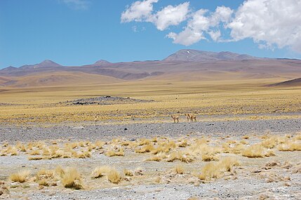 Paysage de la Puna près du Paso de San Francisco. Au loin, des Guanacos, maîtres des lieux, cheminent dans la vaste steppe. Au fond : la lourde silhouette des plus hauts volcans de la terre.