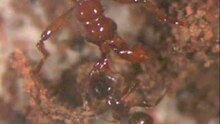 Plik:Paussus favieri interacting with minor worker of Pheidole pallidula.ogv