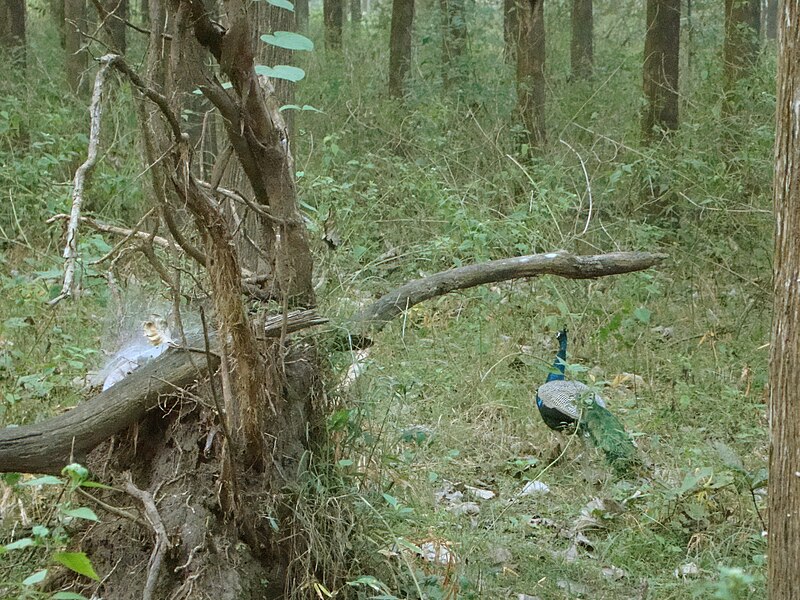 File:Pavo cristatus Nagarhole 1.jpg