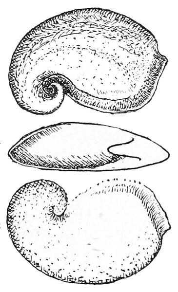 File:Pelagiella atlantoides.jpg