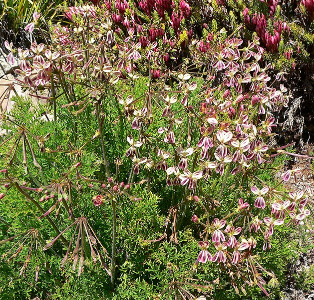 File:Pelargonium triste 3.jpg