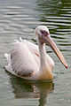 * Nomination: A swimming specimen of Pelecanus onocrotalus. --Grand-Duc 19:47, 24 August 2011 (UTC) * Review  Comment Tight crop, especially to the right. --Quartl 20:22, 30 August 2011 (UTC)