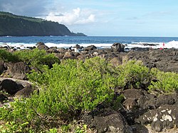 Buissons de bois matelot sur le littoral sud de La Réunion