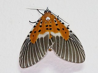 <i>Peridrome subfascia</i> Species of moth