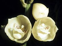 Peristeria elata Type species