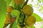 Thumbnail for File:Persimmon (Diospyros virginiana) 20-10-08 021.jpg