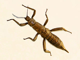 <i>Eurycantha</i> Genus of stick insects