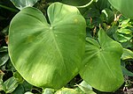 Thumbnail for Philodendron rugosum