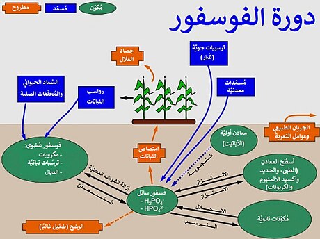 دورة الفسفور