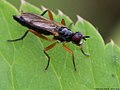 Phrosia albilabris (Fabricius, 1805)