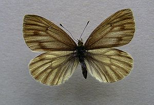 Female mountain white butterfly (Pieris bryoniae)