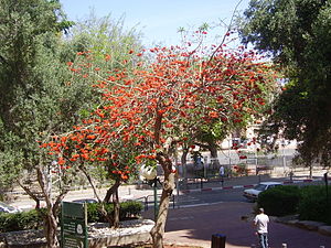 Real coral tree