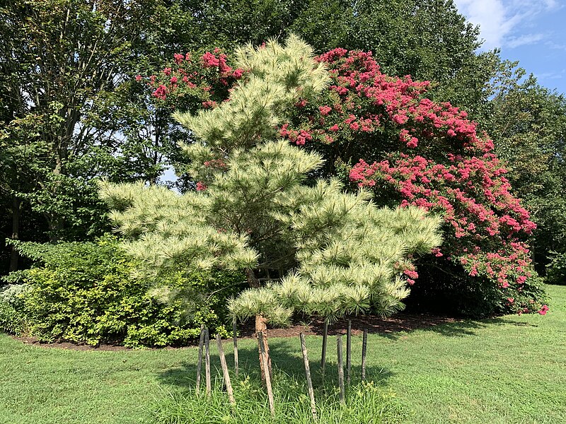 File:Pinus densiflora 'Oculus-Draconis' at the Morris Arboretum 01.jpg