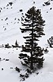 Tree in snow, Maliovitsa, Rila Mountains, Bulgaria