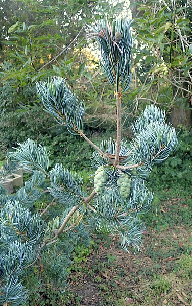 File:Pinus wangii subsp kwangtungensis kz1.jpg