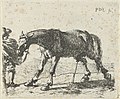 Peeing horse