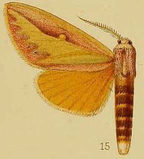 Leucophlebia afra