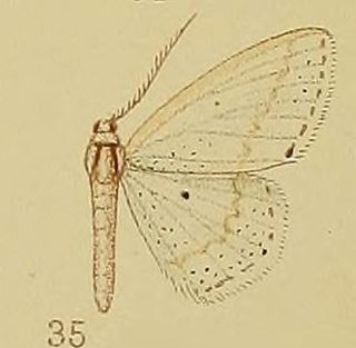<i>Scopula argyroleuca</i> Species of geometer moth in subfamily Sterrhinae