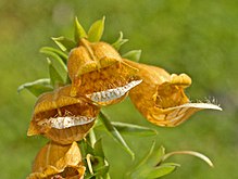 Plantaginaceae - Digitalis laevigata.JPG 