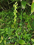 Thumbnail for Platanthera tipuloides