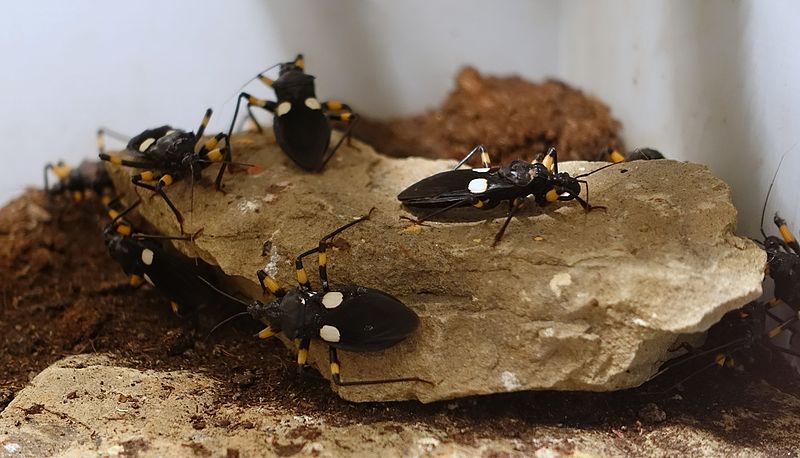 File:Platymeris biguttatus - Wilhelma Zoo - Stuttgart, Germany - DSC02552.jpg