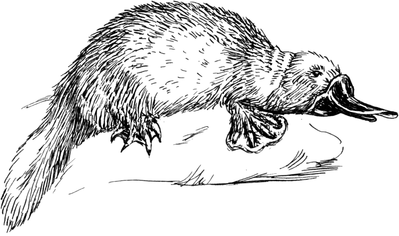 File:Platypus 1 (PSF).png