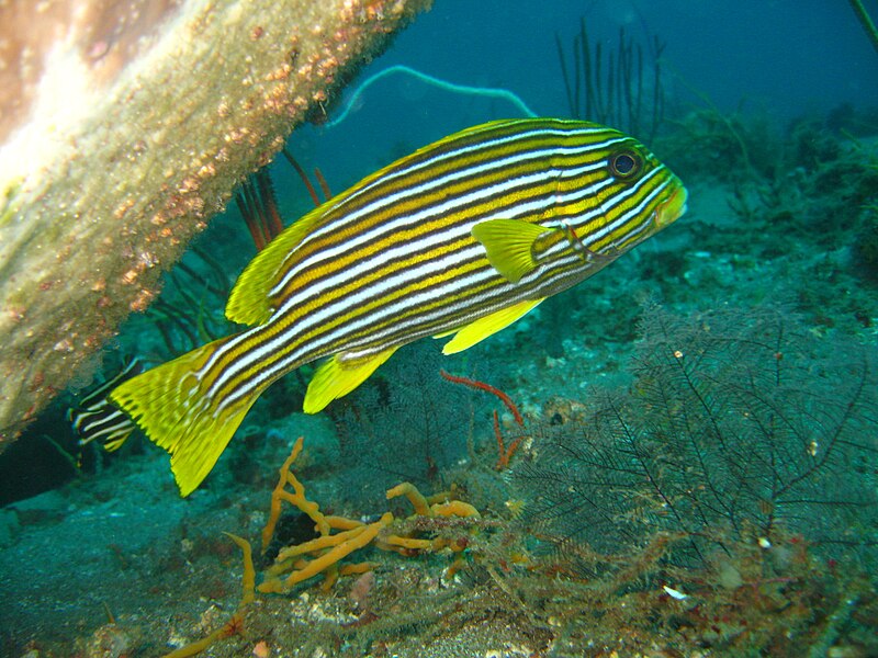 File:Plectorhinchus polytaenia.jpg