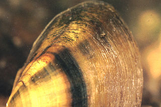 <i>Pleurobema decisum</i> Species of bivalve