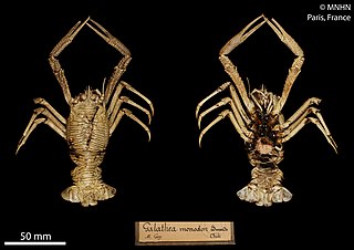 <i>Grimothea monodon</i> Species of crustacean