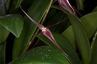 Pleurothallis schweinfurthii