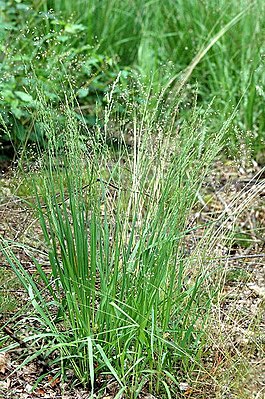 Forest bluegrass (Poa chaixii)