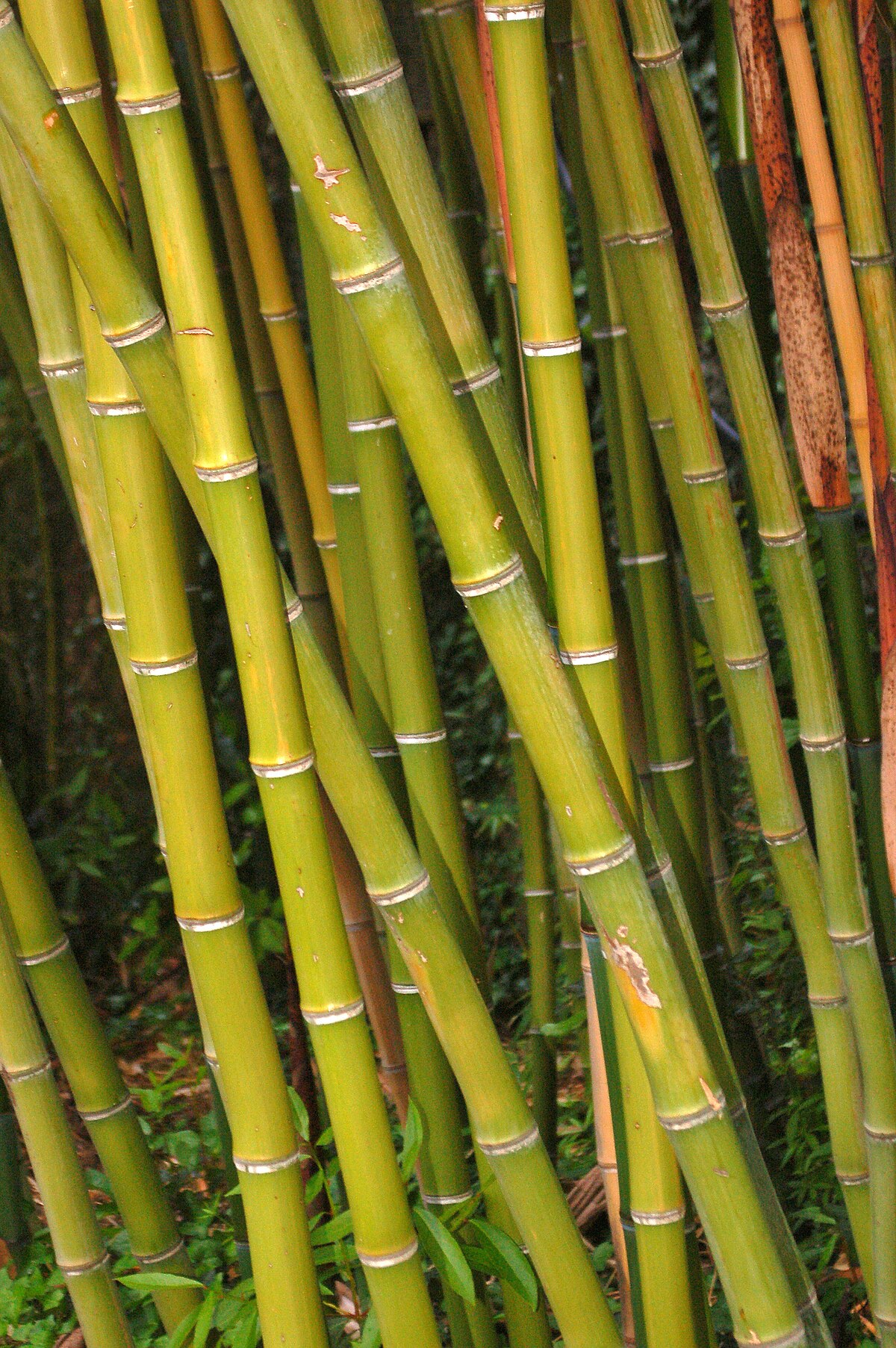 bamboo as buildings material