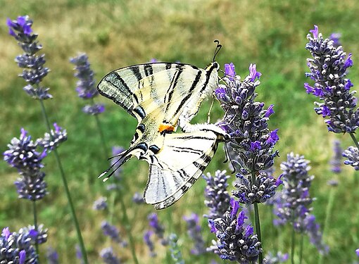 Accoppiamento di Iphiclides Podalirius