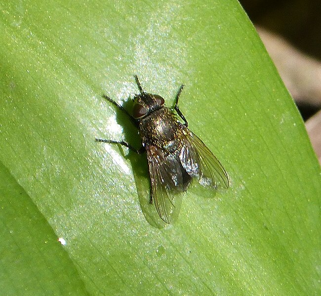 File:Pollenia amentaria (probably) Cluster Fly - Flickr - gailhampshire.jpg