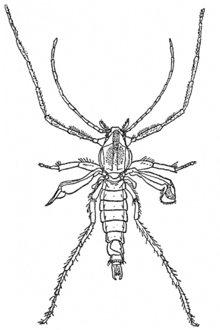 <i>Pontomyia</i> Genus of flies