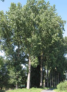 <i>Populus <span style="font-style:normal;">×</span> canadensis</i> Hybrid species of tree