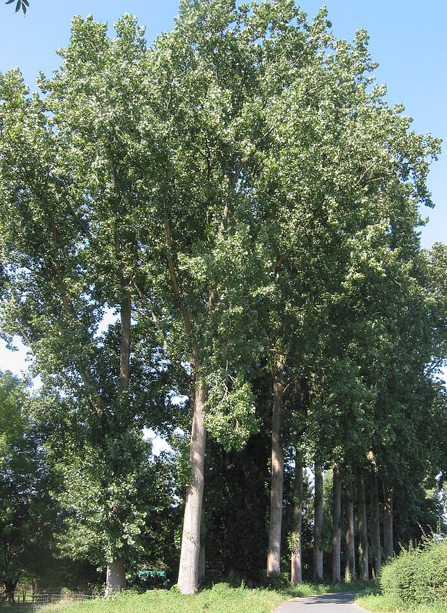 Description de l'image Populier Populus canadensis.jpg.
