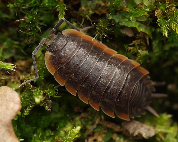 File:Porcellio duboscqui 1.jpg