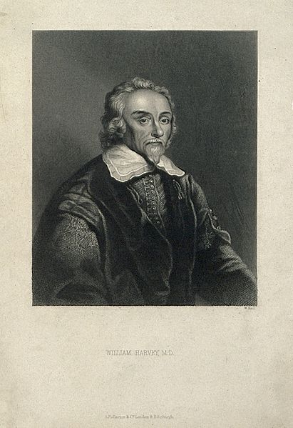 File:Portrait of William Harvey (1578 - 1657), surgeon Wellcome V0002590ER.jpg