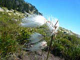 Català: Tossa Plana de Lles-Puigpedrós (Cerdanya, Alt Urgell) (Lles de Cerdanya, les Valls de Valira, Meranges i altres). Fotos preses en una excursió del refugi de Malniu als estanys de Malniu i Mal. This is a a photo of a natural area in Catalonia, Spain, with id: ES510205 Object location 42° 27′ 00″ N, 1° 42′ 00″ E  View all coordinates using: OpenStreetMap