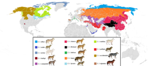 Present distribution of gray wolf (canis lupus) subspecies.png