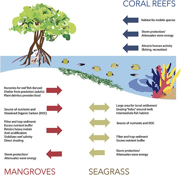 File:Principal interactions between mangroves, seagrass, and coral reefs.jpg