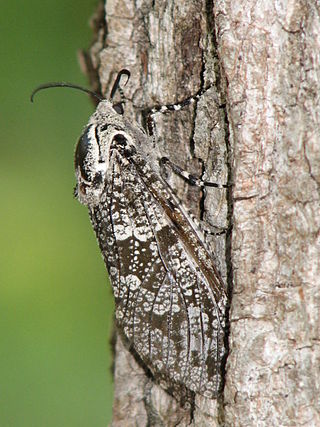 <i>Prionoxystus robiniae</i> Species of moth