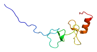 LPXN protein-coding gene in the species Homo sapiens