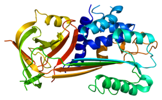 <span class="mw-page-title-main">Plasminogen activator inhibitor-2</span> Protein-coding gene in the species Homo sapiens