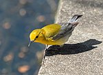 Thumbnail for File:Prothonotary warbler in GWC (51007).jpg