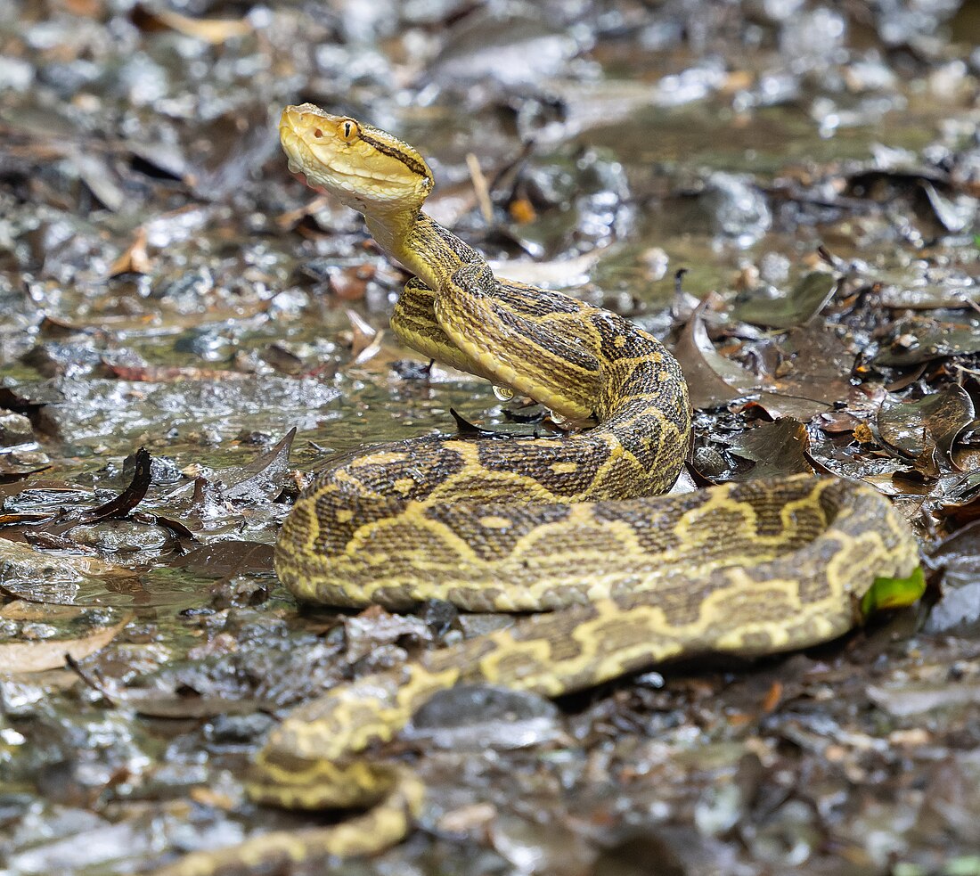 Protobothrops flavoviridis