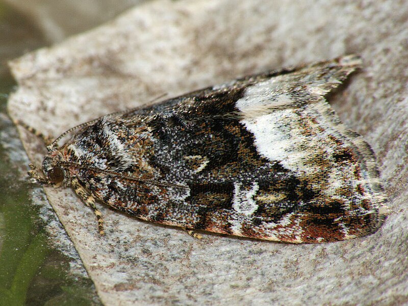 File:Protodeltote pygarga - Marbled white spot - Совка-листовёртка тёмно-бурая (41056806391).jpg