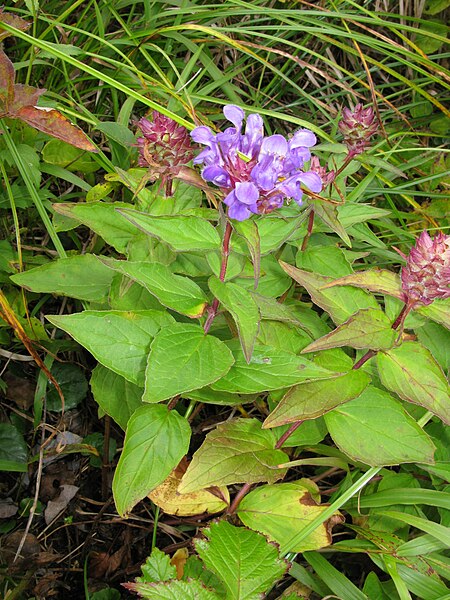 File:Prunella prunelliformis.JPG